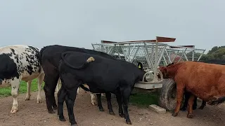 Calf rearing, Beef farm. Bullocks