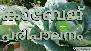 കാബേജ് , കോളിഫ്ലവര്‍ പരിപാലനം - growing cabbage , cauliflower at terrace garden