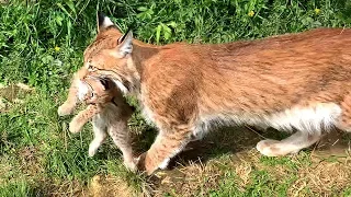 FIRST TIME WALK LYNX KITTENS