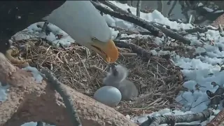 Bald eagle hatches in Big Bear California