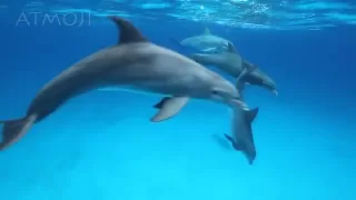 Bottlenose Dolphins