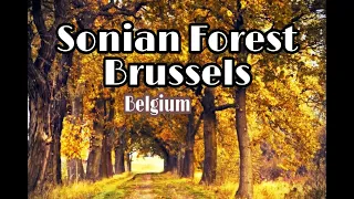 The Magical Sonian Forest in Brussels