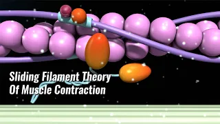 Sliding Filament Theory Of Muscle Contraction Explained