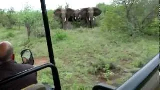 Elephant Encounter - Guiding through a tricky situation!