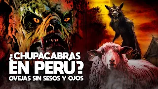 Ovejas aparecen Muertas en Apurimac ¿Presencia del Chupacabras? || Perú