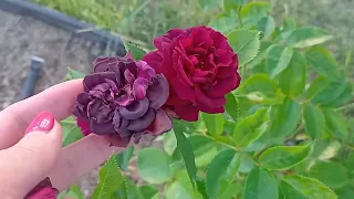 Розы сами напросились! Черный принц: большой букет для любви.