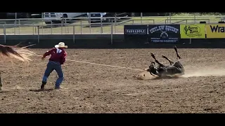 2022 Windy Ryon Steer Ropin Short-Go