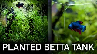 Low-tech Planted Nano Aquarium - Betta Tank