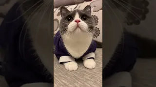 Lovely & Funny Cats | Adorable Kitty 🥰 Best Funny Cat Videos 2022