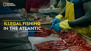 Illegal Fishing in the Atlantic | Trafficked with Mariana Van Zeller | National Geographic