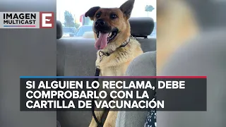 Resguardan y adoptan a perro que vigilaba narcotúnel en Tijuana