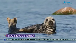 Телеканал Санкт-Петербург: эфир об учёте численности серых тюленей в Финском заливе