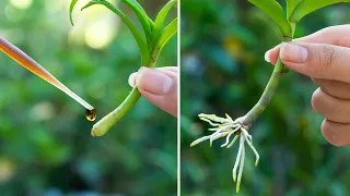 Only this one tube helps the plant take root quickly and produce young leaves