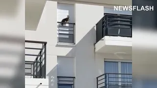 Cat Falls 3 Floors After Owner Leaves It On Ledge