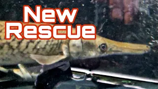 Airport, Picking up New Fish and Unboxing and New Rescue