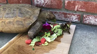 Myrtle 110 Years Young, California Desert Tortoise Having a Salad 6/25/23