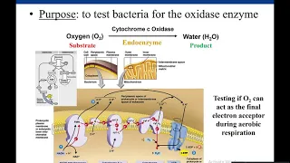 Lab 5-7: Oxidase Test