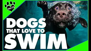 Top 10 Water-Loving Dog Breeds Perfect for Swimming - Dogs 101