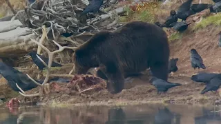 Grizzly 791 on the elk carcass before dawn