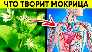 ВОТ ЧТО ТВОРИТ МОКРИЦА! (Реальная Польза и Вред Мокрицы)