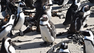 Swimming with African penguins - Boulders Beach, Cape Town