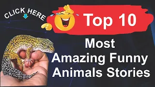 10 Most Amazing Top 10 Funny Animal Stories