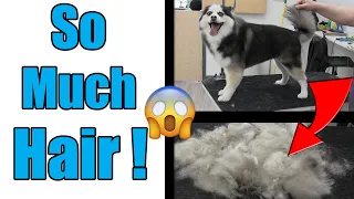 Full Coat Pomeranian Husky Deshedding | Pomsky Grooming Tutorial