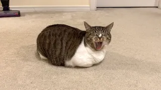 cat loaf yawns then stretch