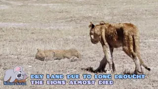 Moment Suffering of lion cub and lion pride