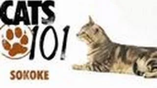 Sokoke | Cats 101