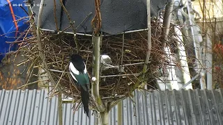 210404 magpie nest new beginning