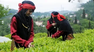 Çay üretilen Rize, en çok çay ithal edilen il çıktı