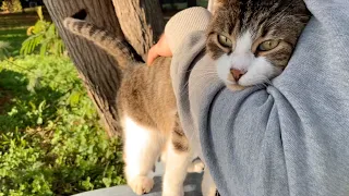 Stray cat asking for petting