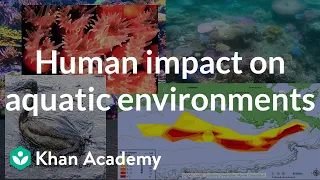 Human impact on aquatic environments| AP Environmental science| Khan Academy