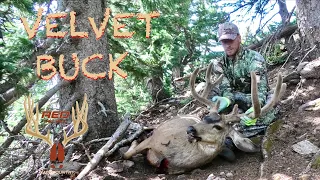 VELVET ARCHERY BUCK | PUBLIC LAND DEER HUNT