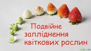 Подвійне запліднення квіткових рослин