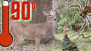 Bow Hunting Big Florida Buck in the Heat