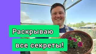 ПЕТУНИЯ!Посадка в кашпо!