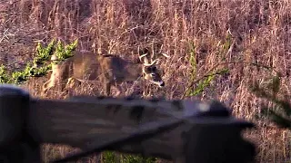 CROSSBOW KILL UP CLOSE!!! {GRAPHIC}