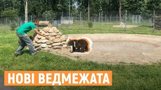 У львівський притулок "Домажир" привезли трьох ведмежат