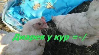 Диарея у кур. Что делать? Жизнь на даче