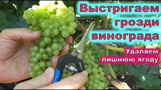 Выстригаем грозди винограда