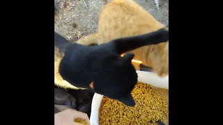 😾Selfish Black Cat: Slaps Poor Orange Tabby! #cat #shorts