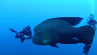 Napoleon fish