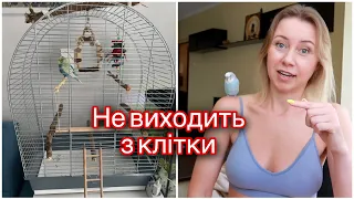 Папужка не виходить з клітки‼️ Що робити? Як привчити папугу?