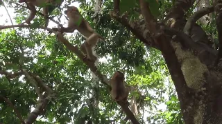 Time for little monkey to play #viral #animals #music #motivation #nature