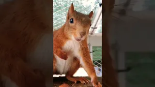 как разговаривает белка | how a squirrel talks