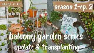 👩🏻‍🌾Growing a VEGETABLE GARDEN on a SMALL BALCONY | Transplanting,DIY Trellis & Raised Bed S1 PART 2