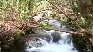 Great Smoky Mountains Fly Fishing Chasteen Creek Bradley Fork