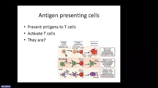 Abbas Chapter 6: Antigen Presentation to T-lymphocytes (Raje)